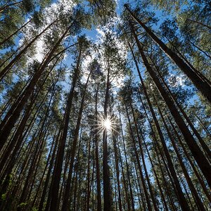 Wald-Stern