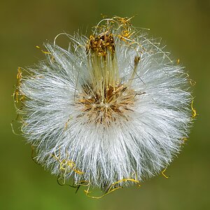 Huflattich (1)