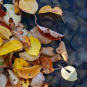 hk_261007_oben_herbst_ und_unten_auch.jpg