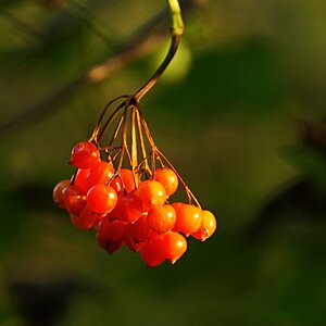 Rote Beeren.