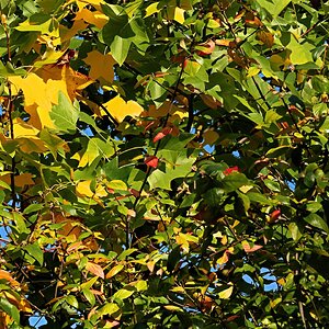 Herbstlaub 29, bunt gemischt © Allmiene GP, G91 II - P1057234.jpg