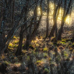 Moor
