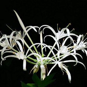 Filigran