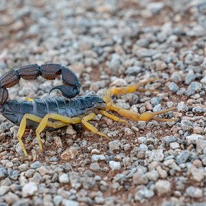 Parabuthus villosus