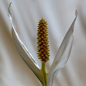 Spathiphyllum