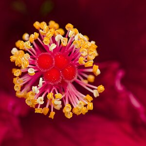Hibiskus