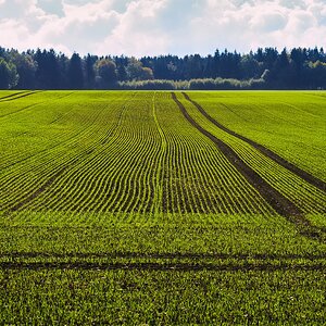 Grünes Feld