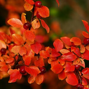 Bunter Herbst