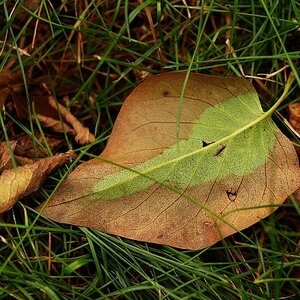 Herbstblatt