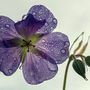 Storchschnabel-Blüte