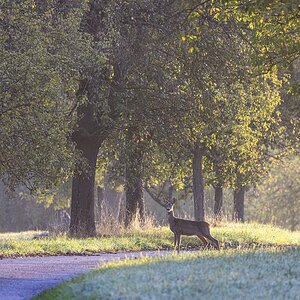 Wildwechsel