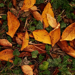 Herbst