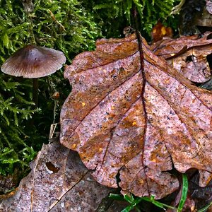 Stillleben im Wald
