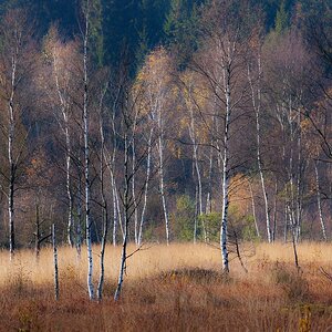 _wolfsland_mantler_forst.jpg