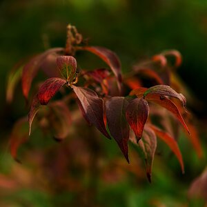 Herbstlicht