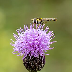Schwebfliege
