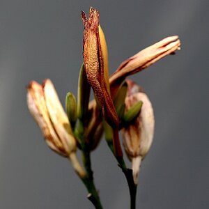 Lilienblüte