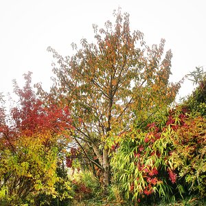 Kirschbaum im Herbstkleid