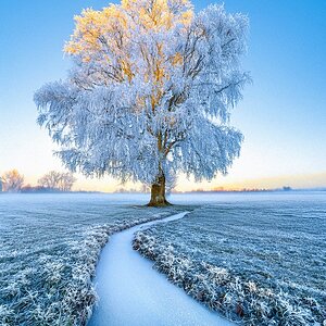 Baum im Frost