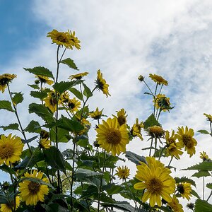 Stauden-Sonnenblume