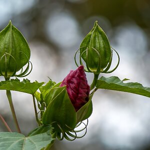 Staudenhibiskus