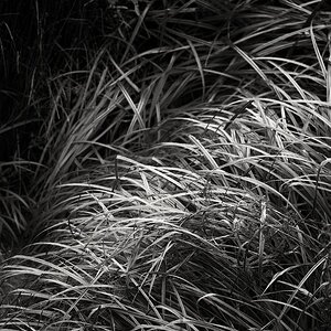 _vegetation.jpg