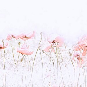 Mohn