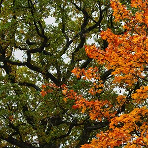 Herbstbäume