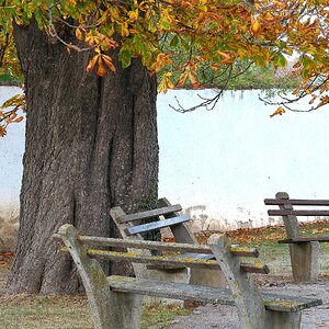 Kastanienbaum