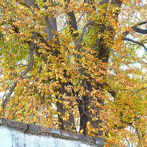 Kastanienbaum
