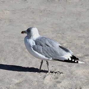 Beach Walk