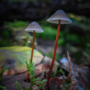 Fungus Ignotus