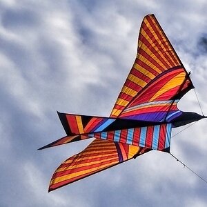 Der besondere Vogel
