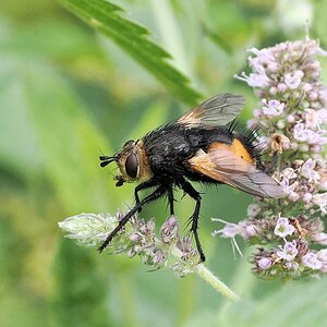 Igelfliege (Tachina fera)