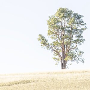 Solitär