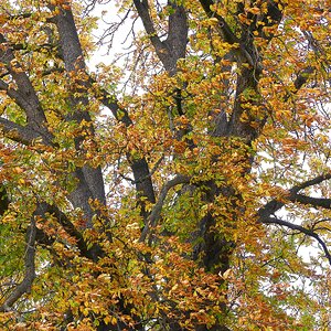 Kastanienbaum