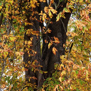 Kastanienbaum