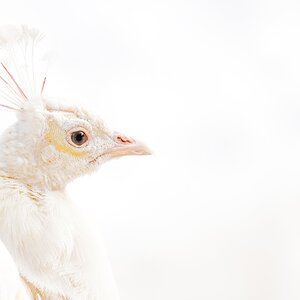 gekrönt