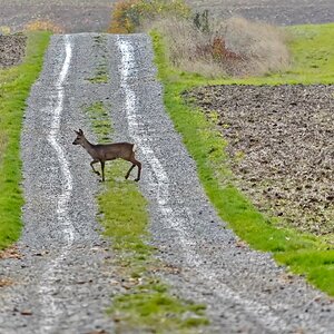 Wildwechsel