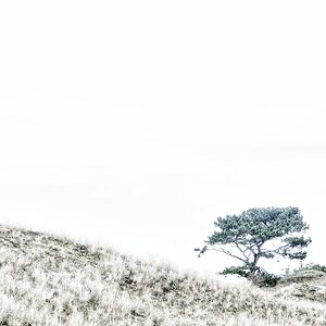 einsame Kiefer