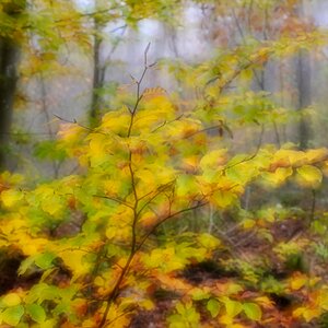 hk_261029_heute_im_wald.jpg