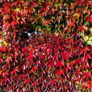 Herbstlich(t)