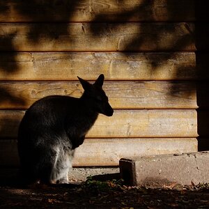 Im Schatten