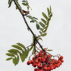 Eberesche