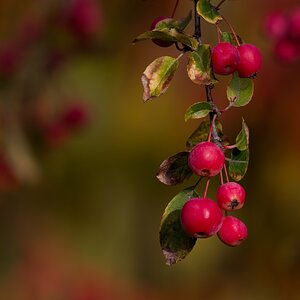 Leuchtender Herbst