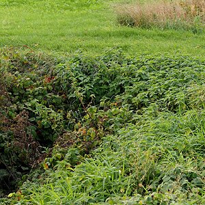 Zugewuchert