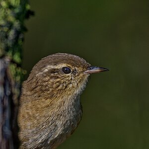 Portrait Zaunkönig