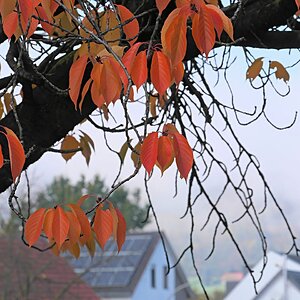 Herbstnebel