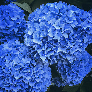 Hortensie in Blau .jpg