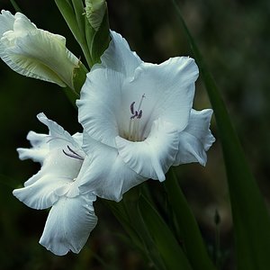 Die Blüten einer weißen Gladiole